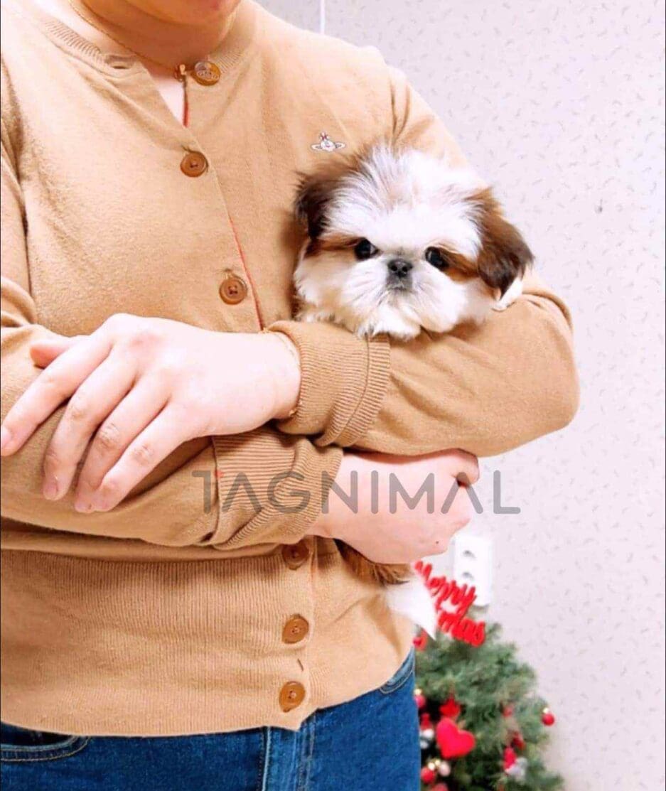 Shih Tzu puppy for sale, dog for sale at Tagnimal