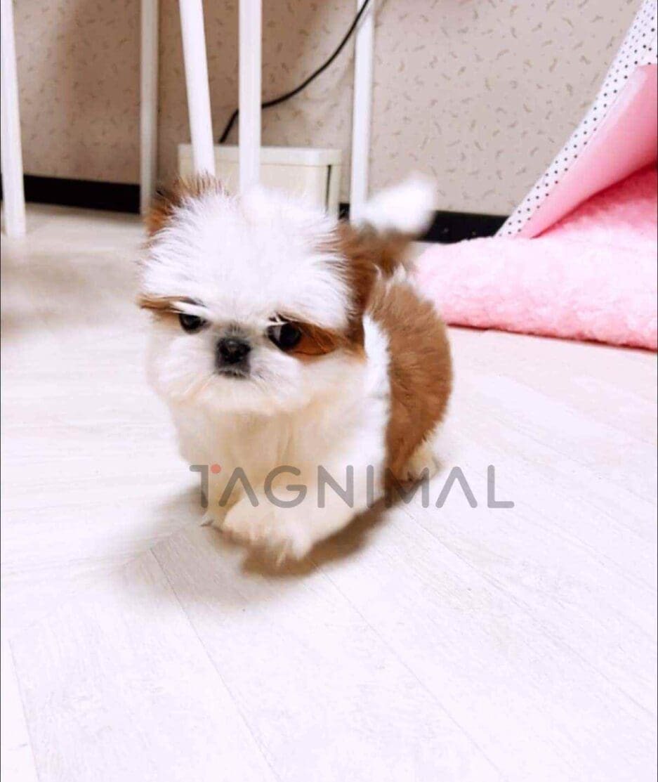 Shih Tzu puppy for sale, dog for sale at Tagnimal