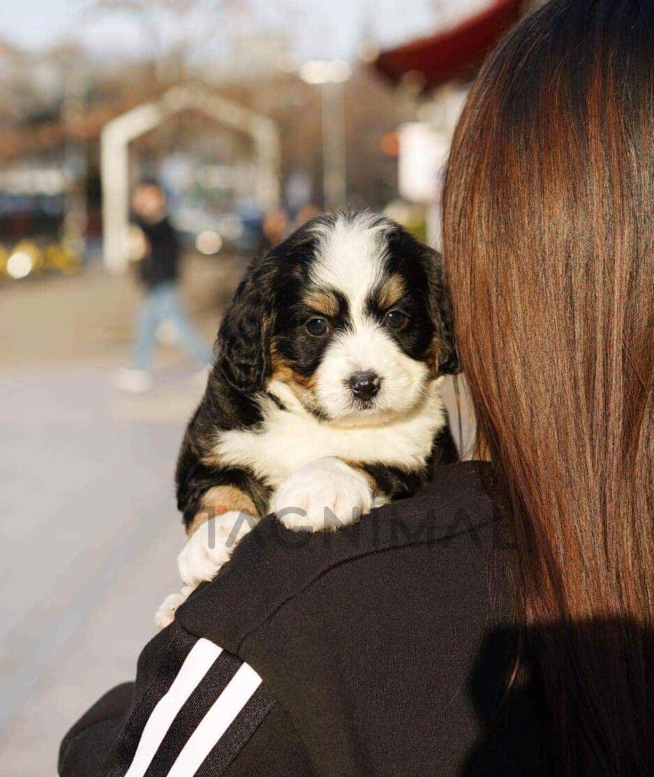 Bernedoodle puppy for sale, dog for sale at Tagnimal