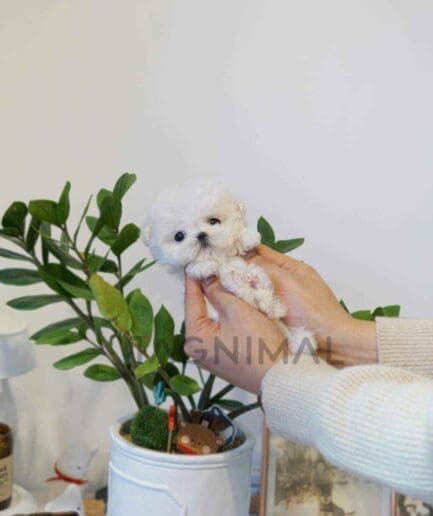 Bichon puppy for sale, dog for sale at Tagnimal