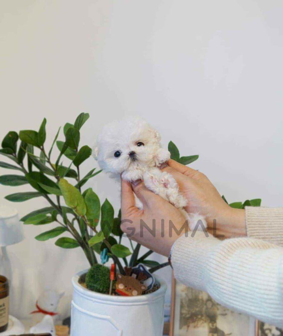 Bichon puppy for sale, dog for sale at Tagnimal