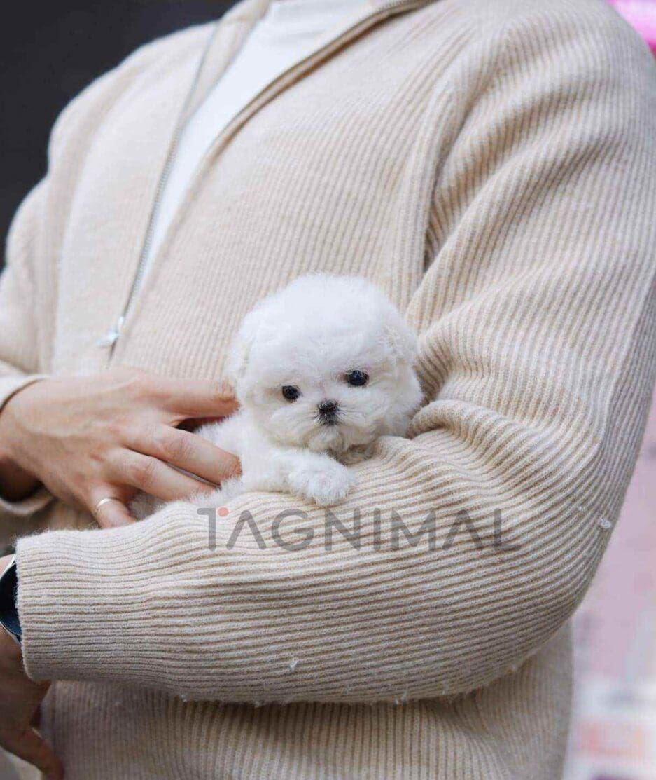 Bichon puppy for sale, dog for sale at Tagnimal