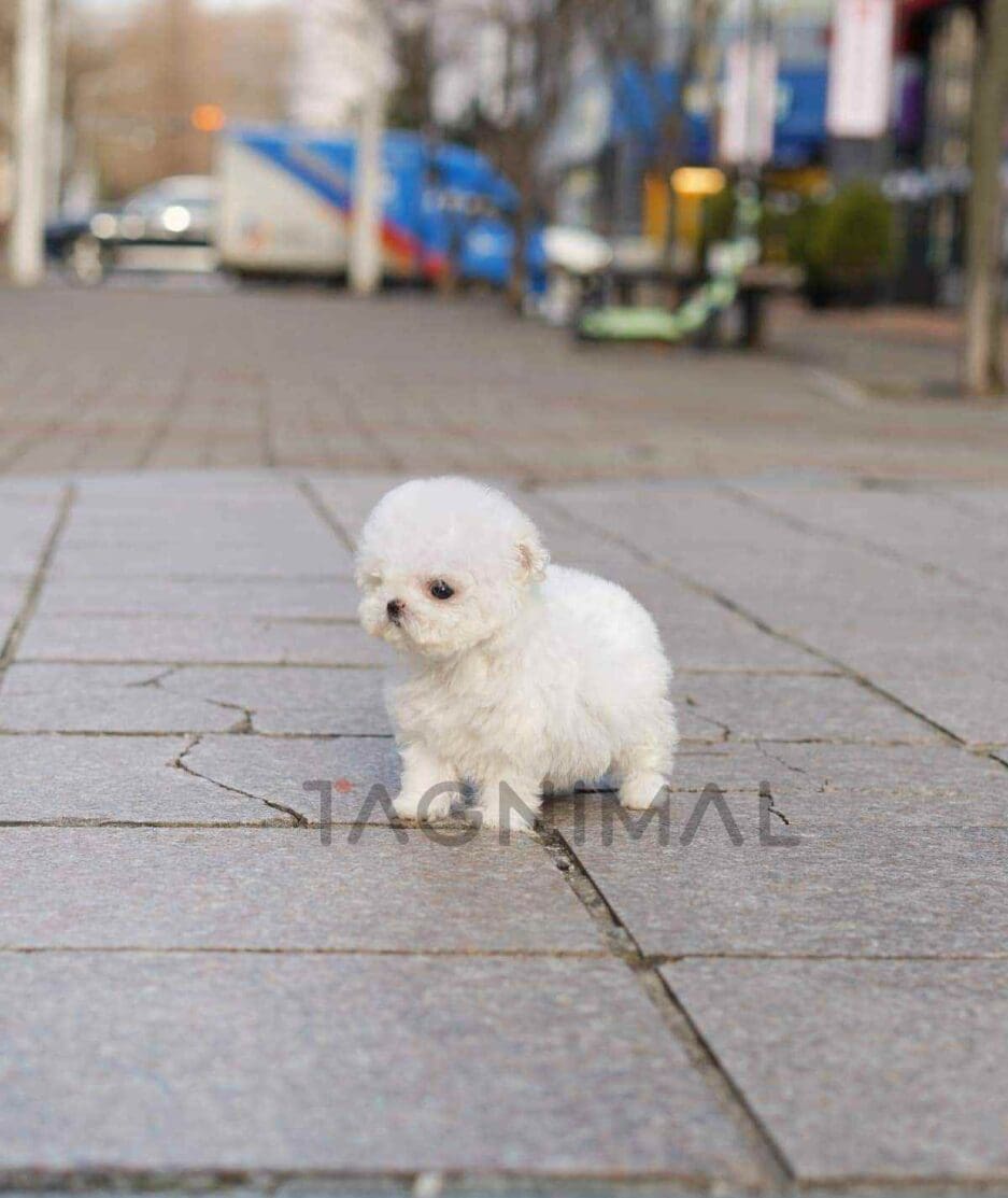 Bichon puppy for sale, dog for sale at Tagnimal