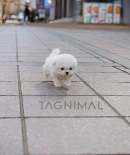 Bichon puppy for sale, dog for sale at Tagnimal