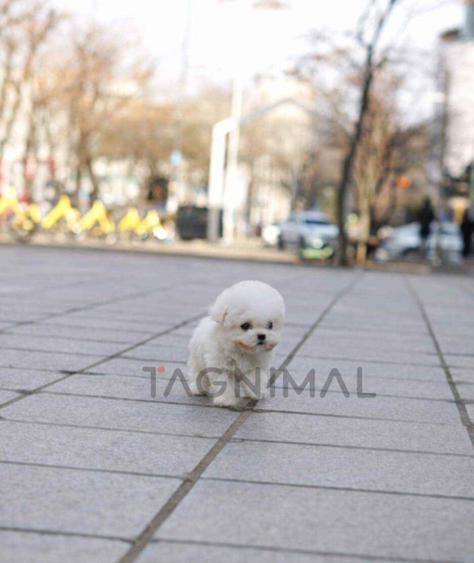 Bichon puppy for sale, dog for sale at Tagnimal