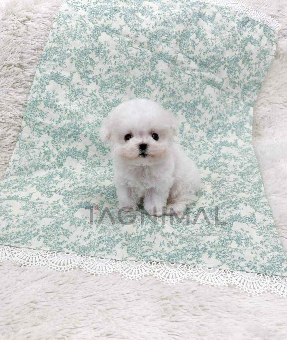 Bichon puppy for sale, dog for sale at Tagnimal