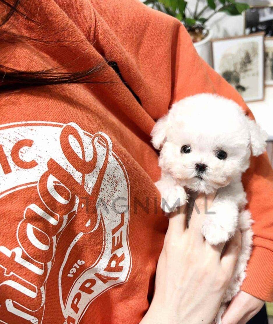 Bichon puppy for sale, dog for sale at Tagnimal