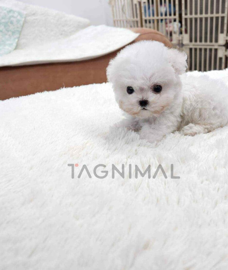 Bichon puppy for sale, dog for sale at Tagnimal