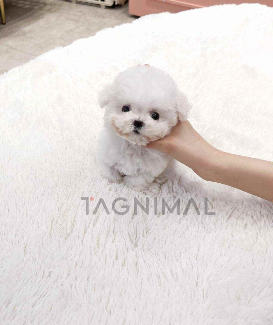 Bichon puppy for sale, dog for sale at Tagnimal