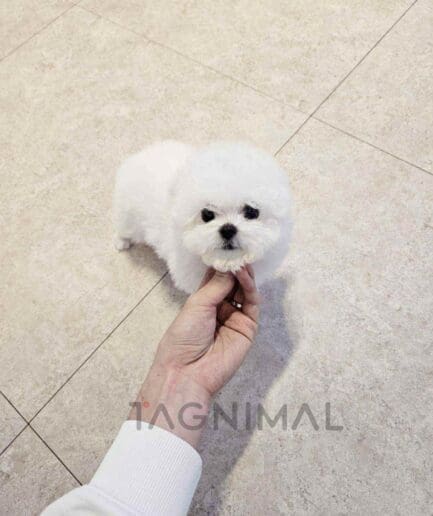 Bichon puppy for sale, dog for sale at Tagnimal