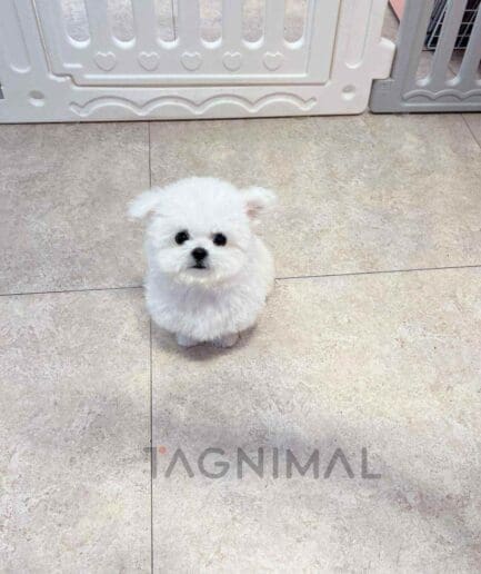 Bichon puppy for sale, dog for sale at Tagnimal