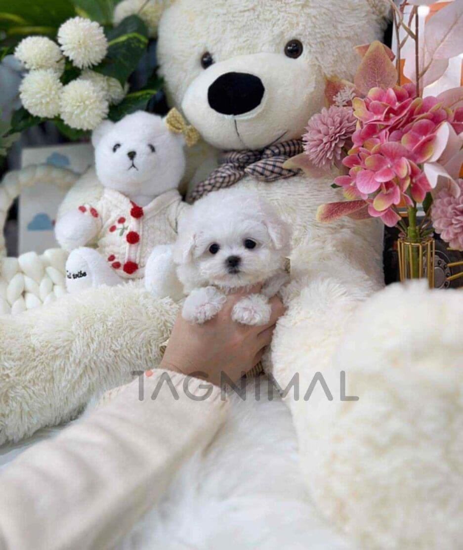 Bichon puppy for sale, dog for sale at Tagnimal