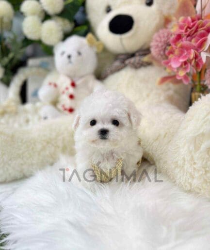 Bichon puppy for sale, dog for sale at Tagnimal