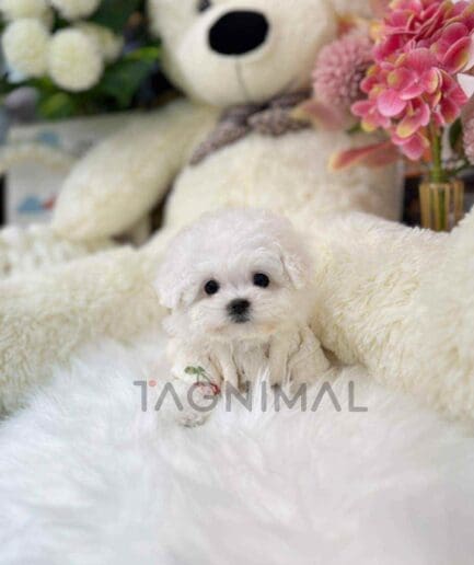 Bichon puppy for sale, dog for sale at Tagnimal