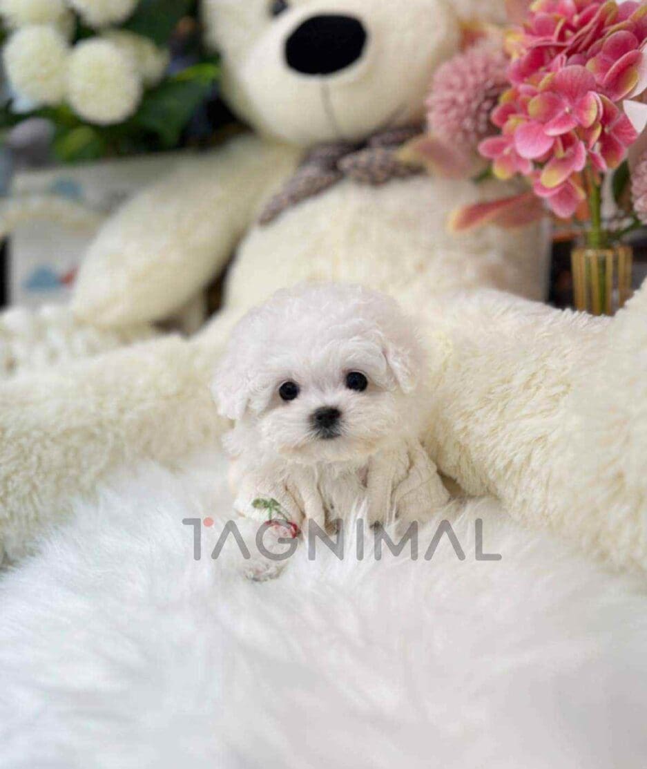 Bichon puppy for sale, dog for sale at Tagnimal