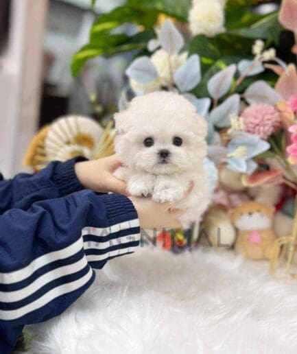 Bichon puppy for sale, dog for sale at Tagnimal