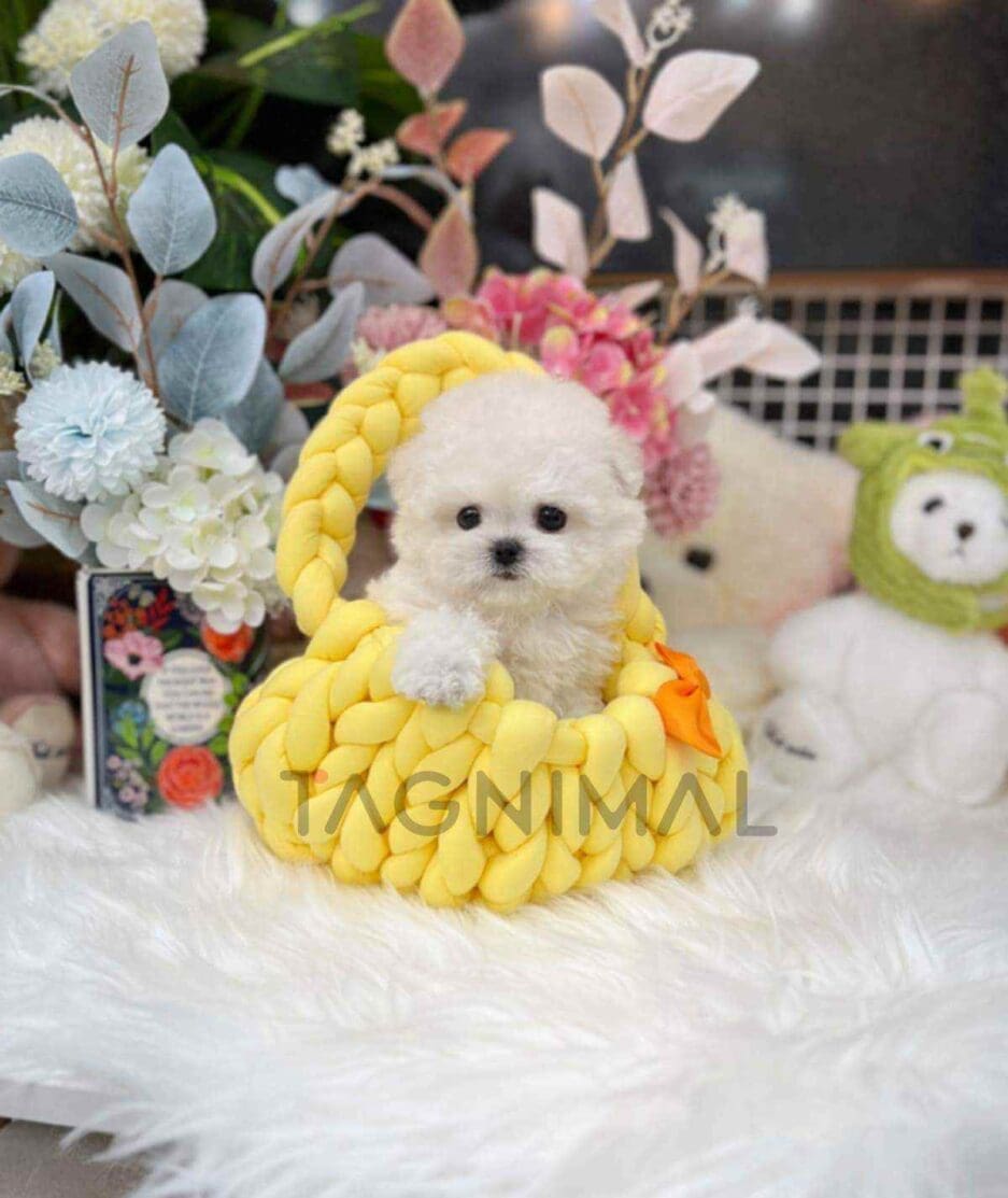 Bichon puppy for sale, dog for sale at Tagnimal