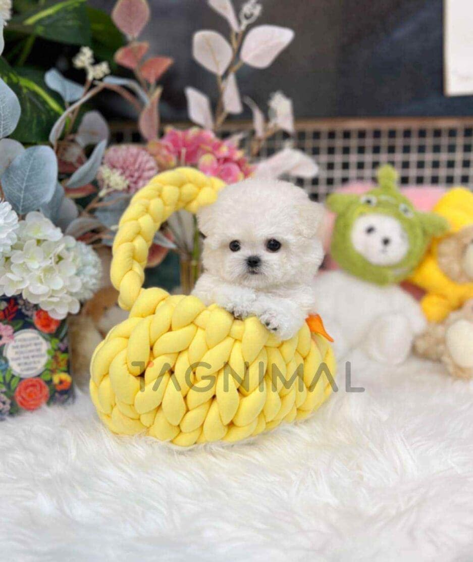 Bichon puppy for sale, dog for sale at Tagnimal