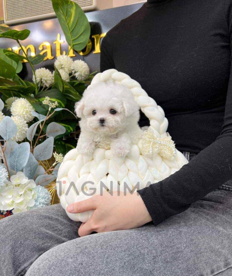 Bichon puppy for sale, dog for sale at Tagnimal