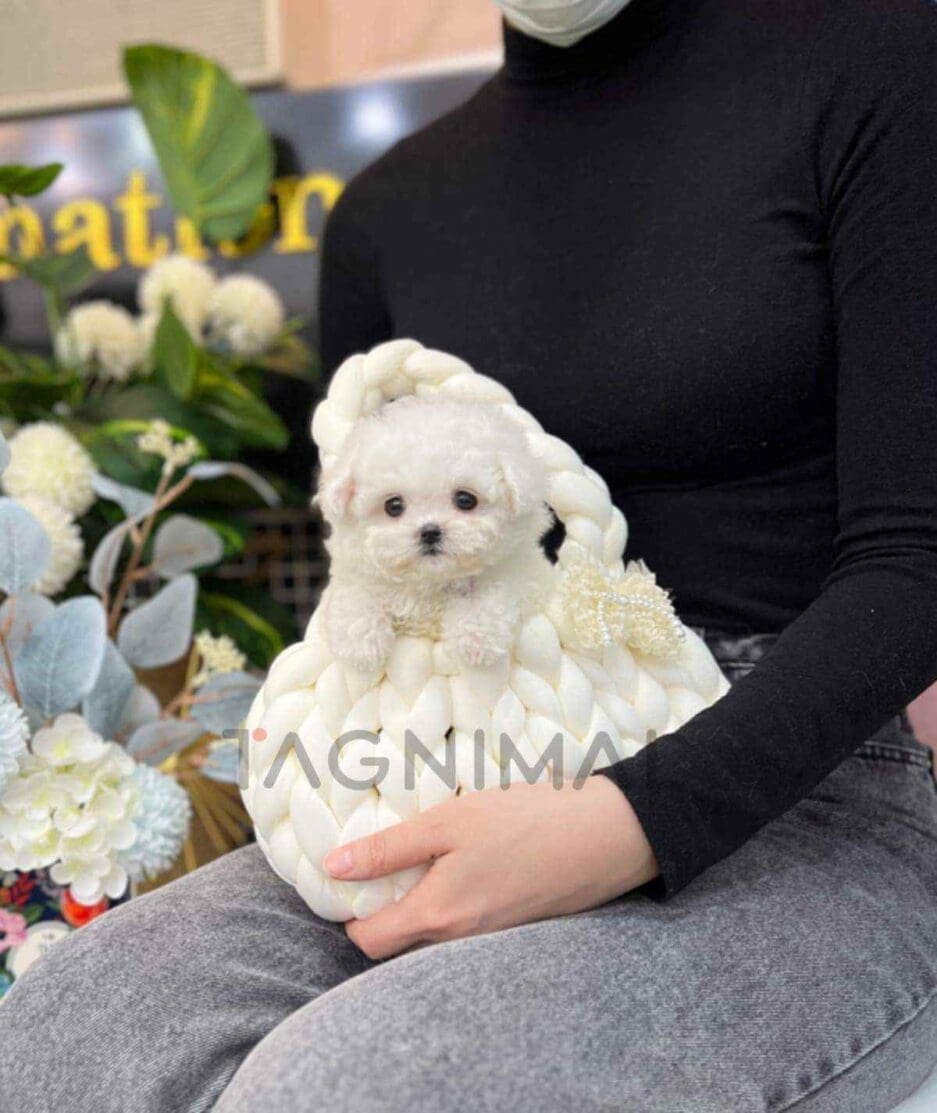 Bichon puppy for sale, dog for sale at Tagnimal