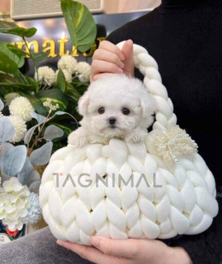 Bichon puppy for sale, dog for sale at Tagnimal