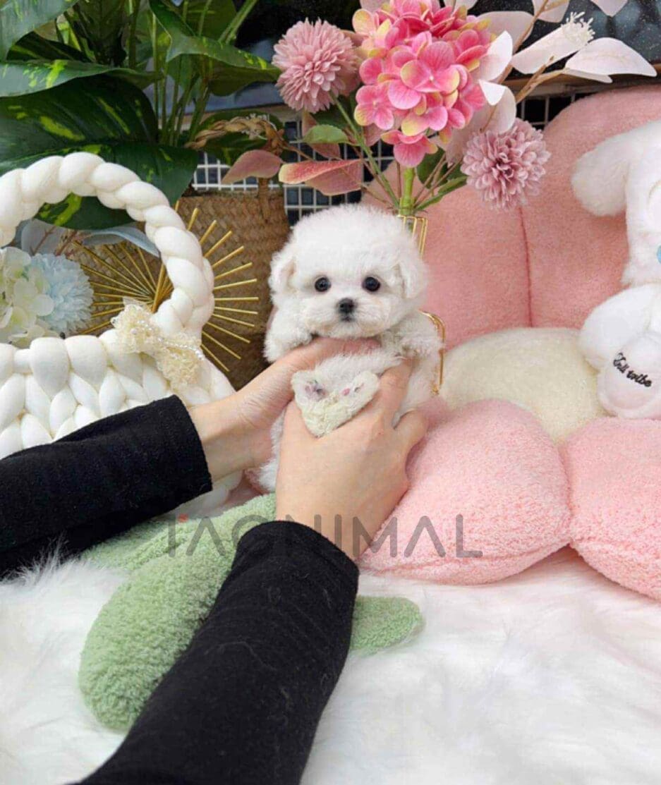 Bichon puppy for sale, dog for sale at Tagnimal