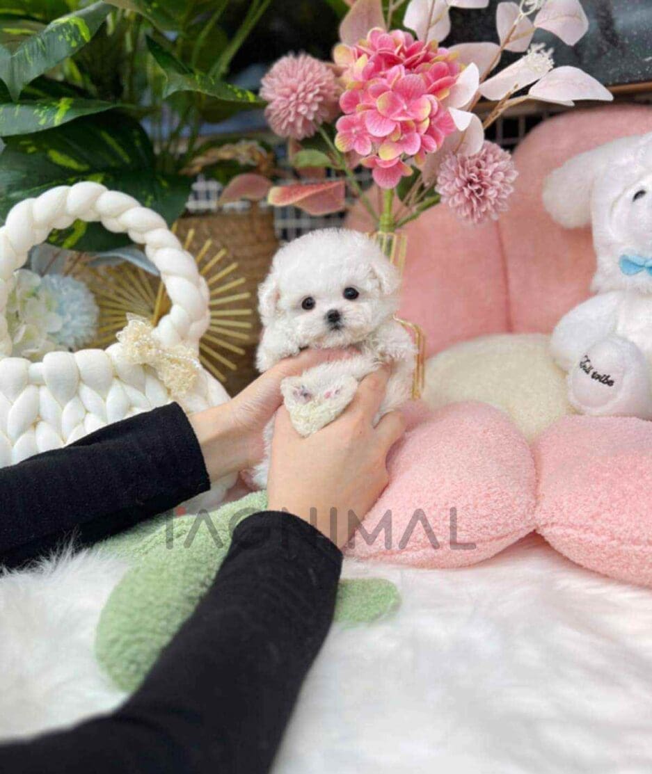 Bichon puppy for sale, dog for sale at Tagnimal