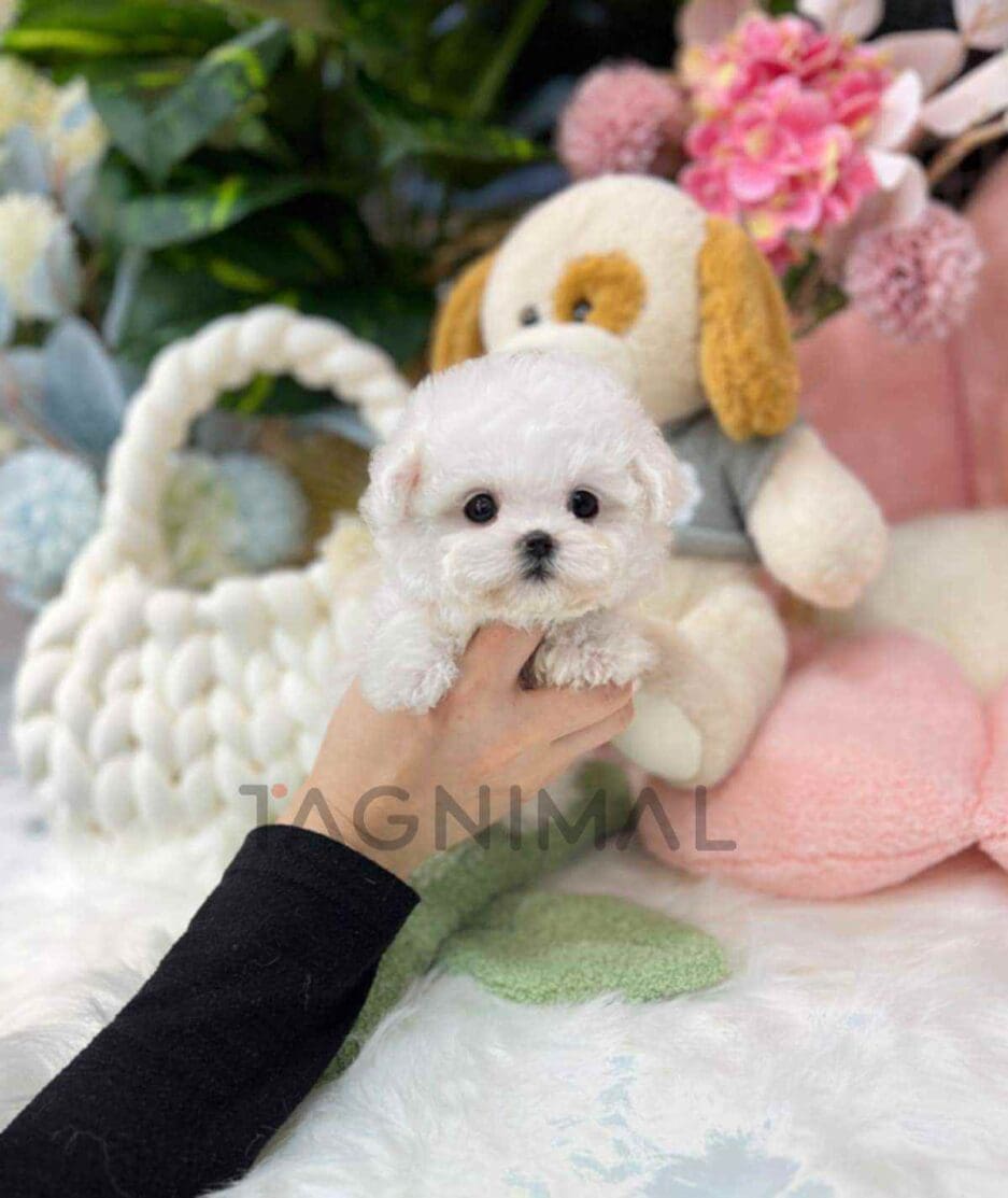 Bichon puppy for sale, dog for sale at Tagnimal