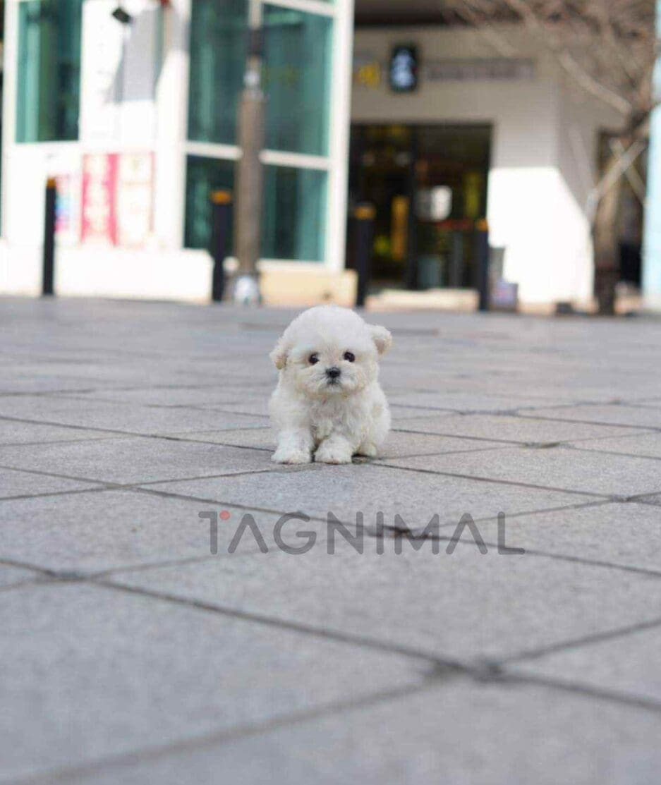 Bichon puppy for sale, dog for sale at Tagnimal