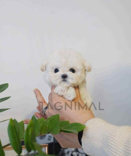 Bichon puppy for sale, dog for sale at Tagnimal