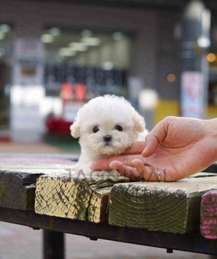 Bichon puppy for sale, dog for sale at Tagnimal