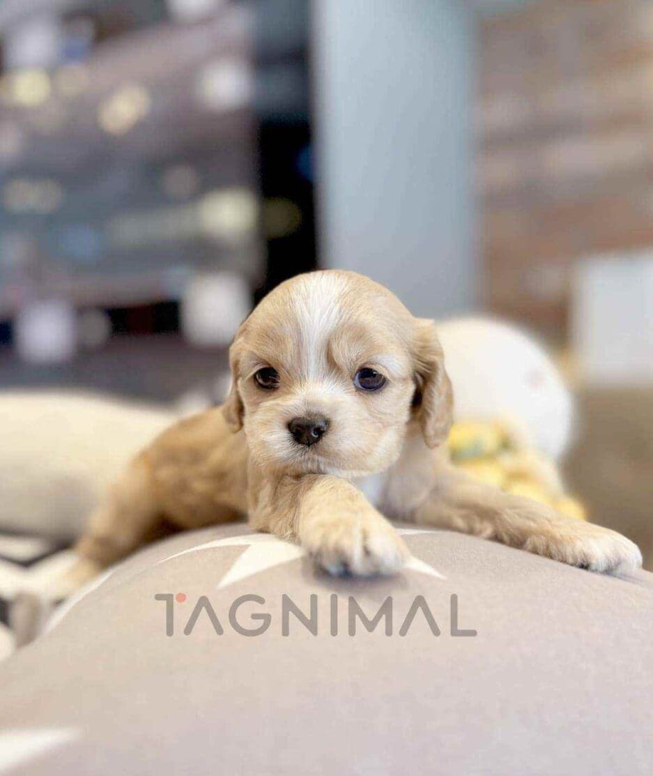 Cavapoo puppy for sale, dog for sale at Tagnimal