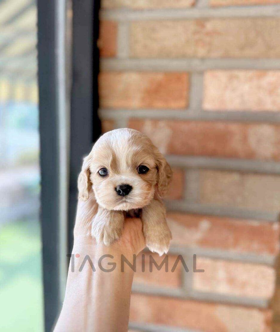 Cavapoo puppy for sale, dog for sale at Tagnimal