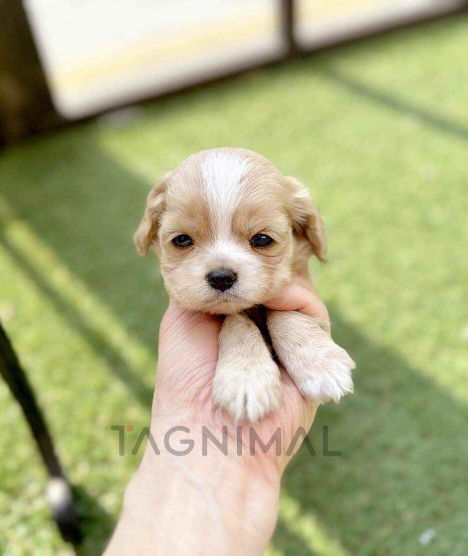 Cavapoo puppy for sale, dog for sale at Tagnimal