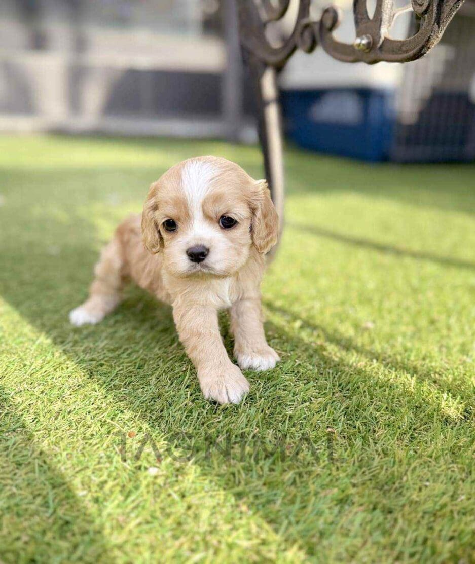 Cavapoo puppy for sale, dog for sale at Tagnimal