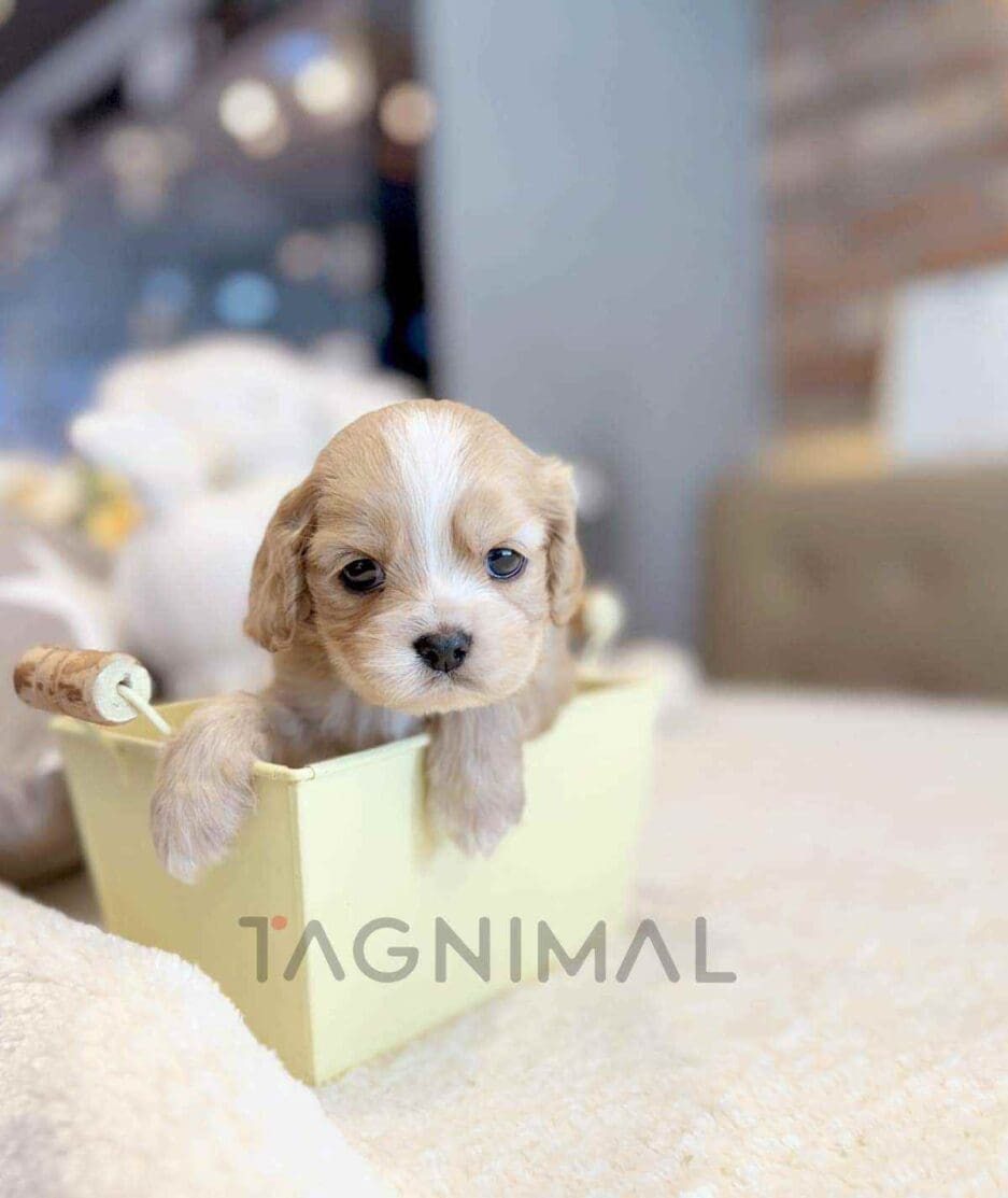 Cavapoo puppy for sale, dog for sale at Tagnimal