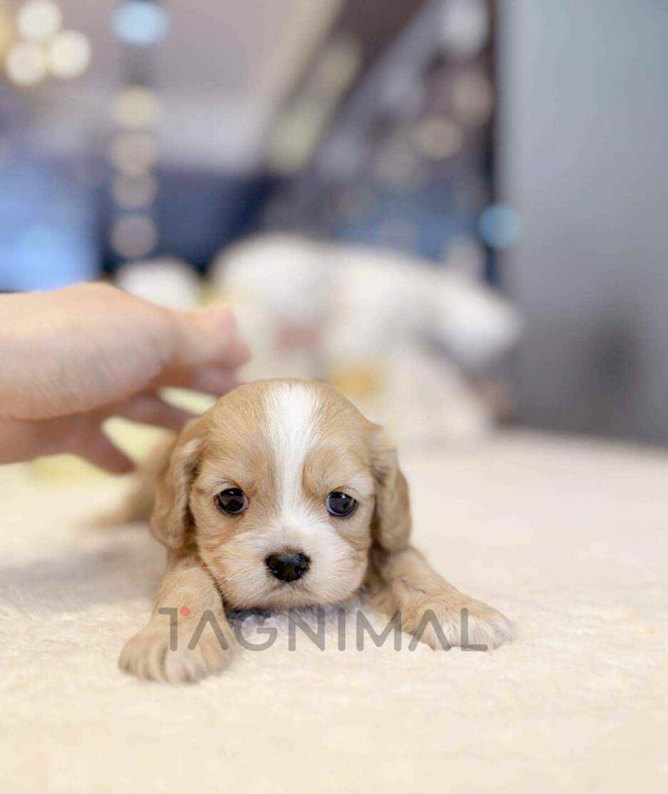 Cavapoo puppy for sale, dog for sale at Tagnimal