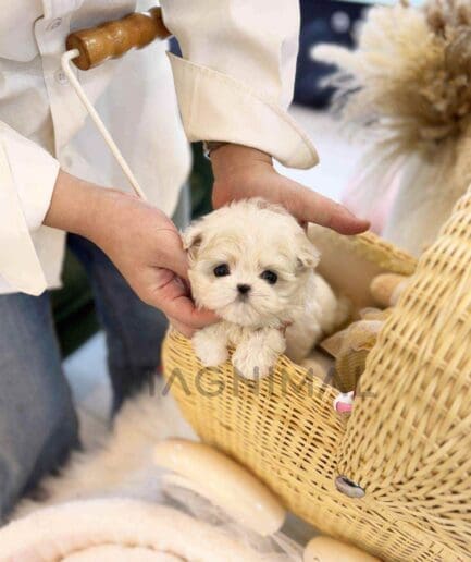 Maltese puppy for sale, dog for sale at Tagnimal