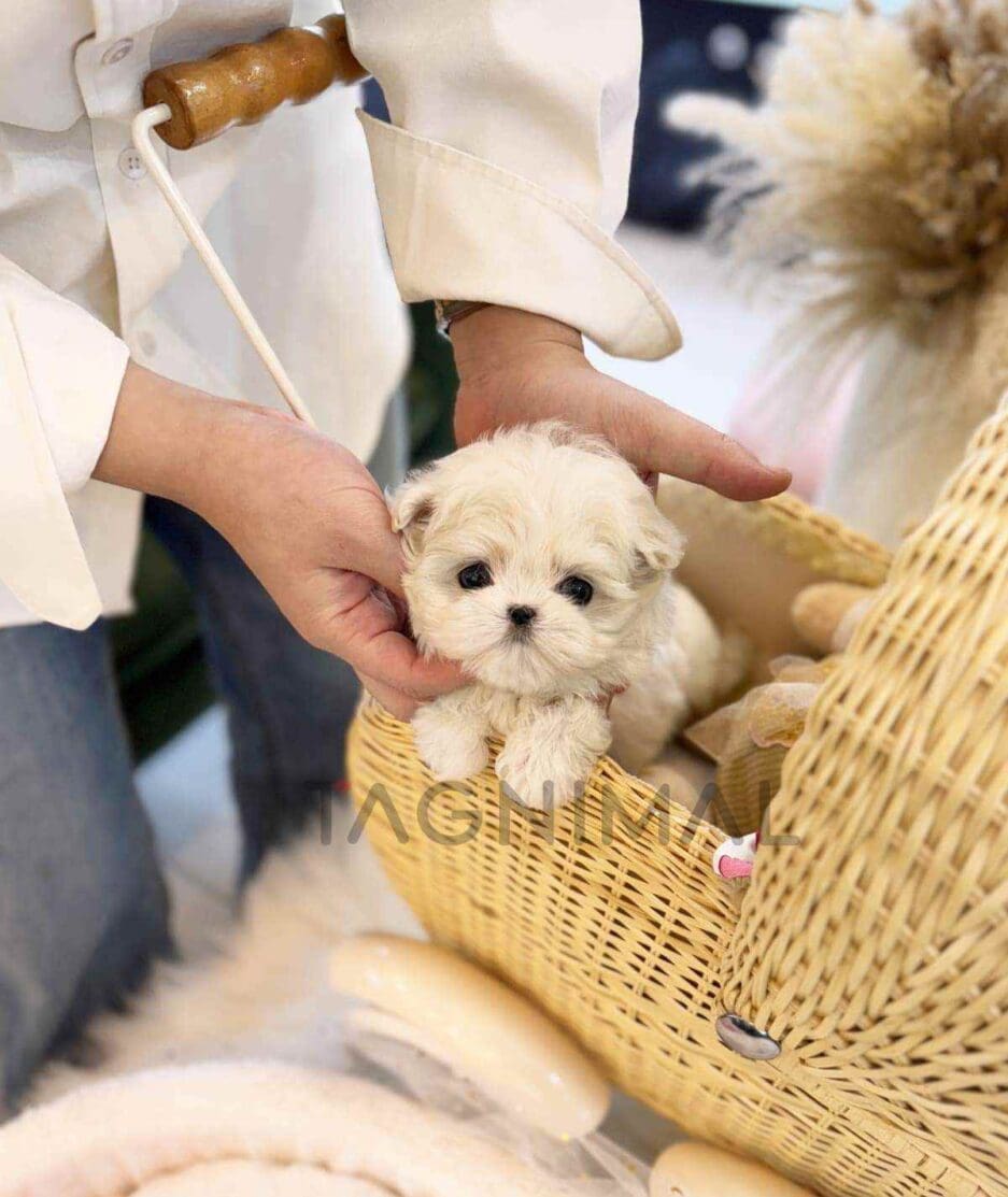 Maltese puppy for sale, dog for sale at Tagnimal