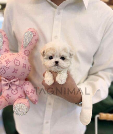 Maltese puppy for sale, dog for sale at Tagnimal