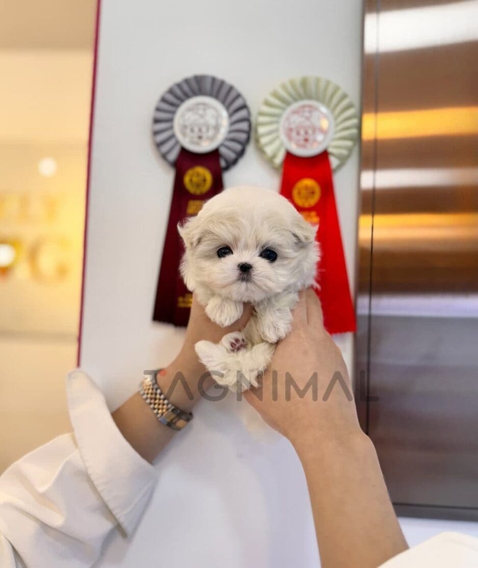 Maltese puppy for sale, dog for sale at Tagnimal