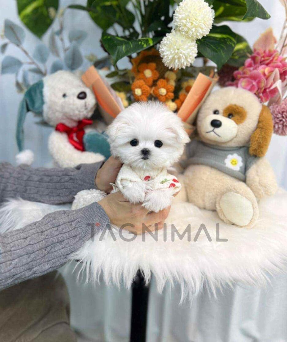 Maltese puppy for sale, dog for sale at Tagnimal