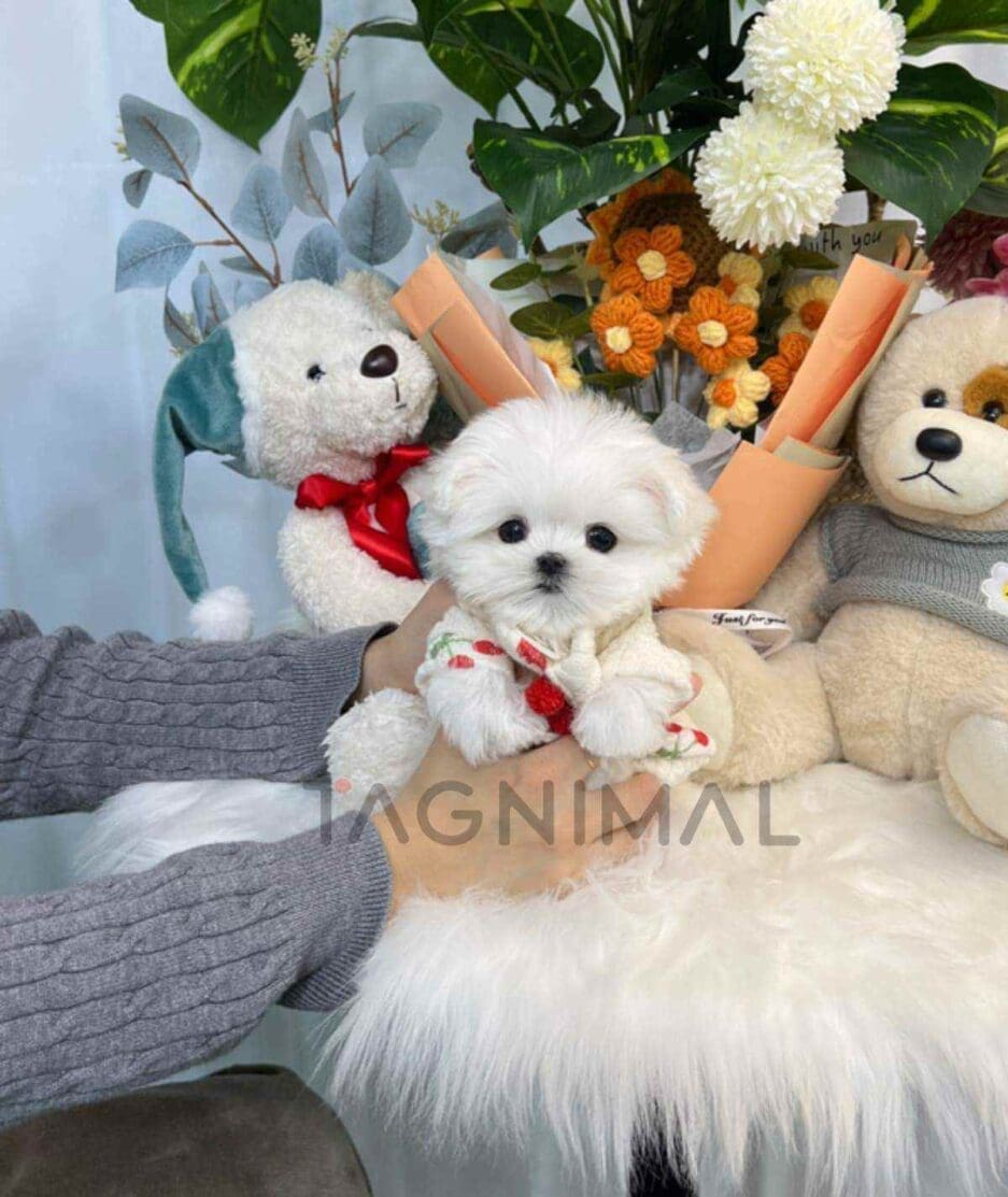 Maltese puppy for sale, dog for sale at Tagnimal