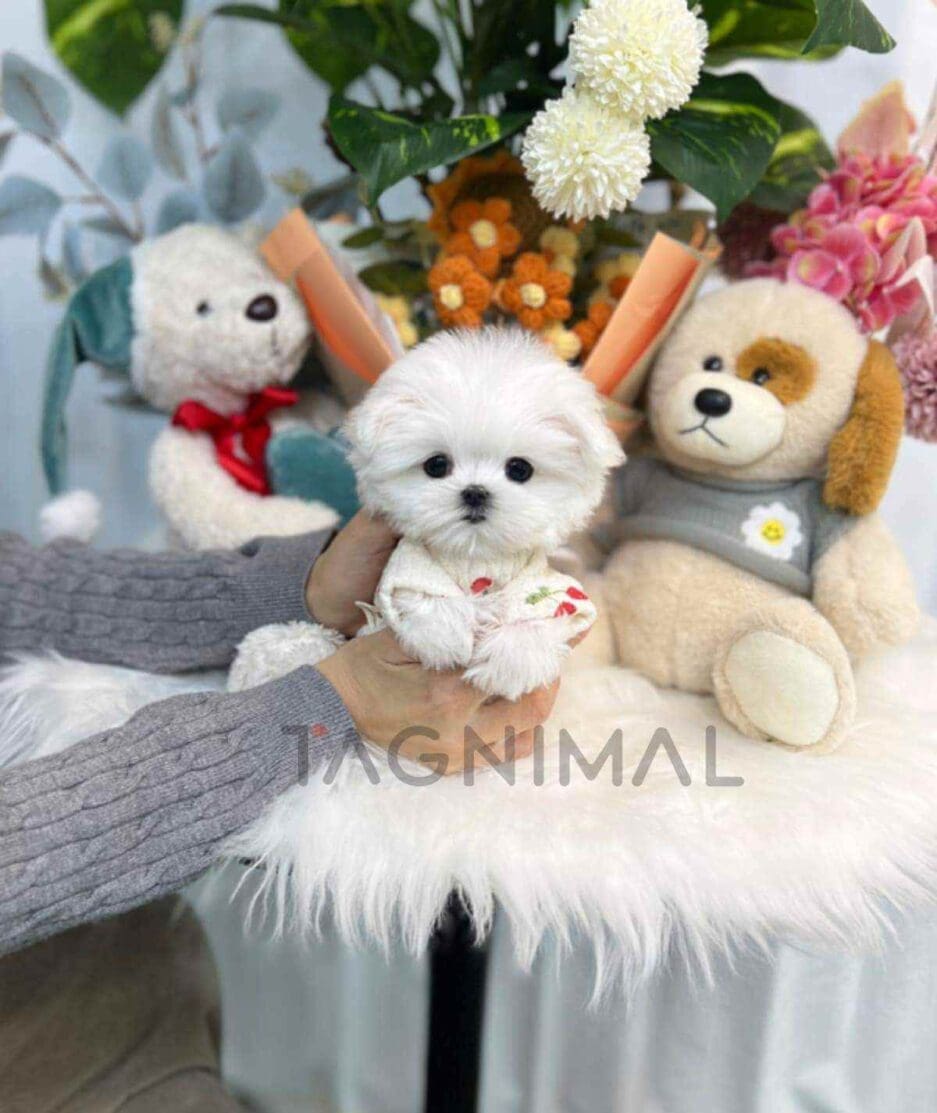 Maltese puppy for sale, dog for sale at Tagnimal