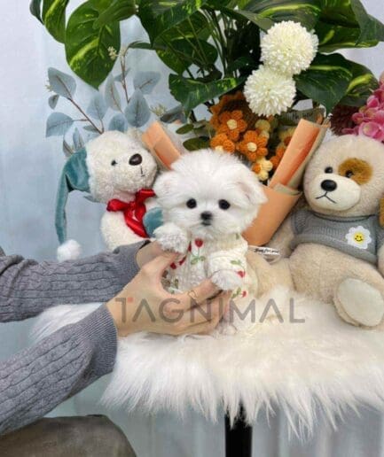 Maltese puppy for sale, dog for sale at Tagnimal