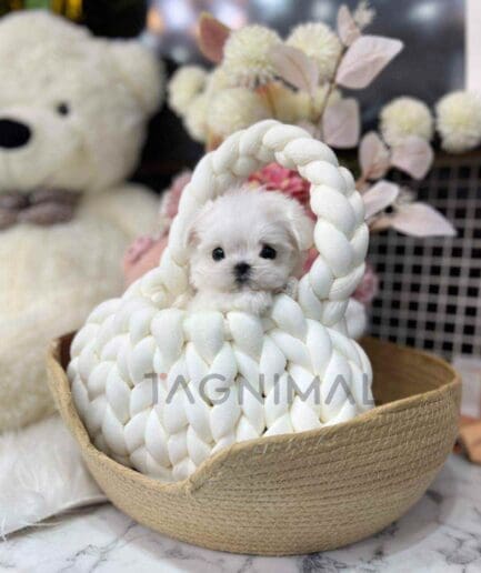 Maltese puppy for sale, dog for sale at Tagnimal