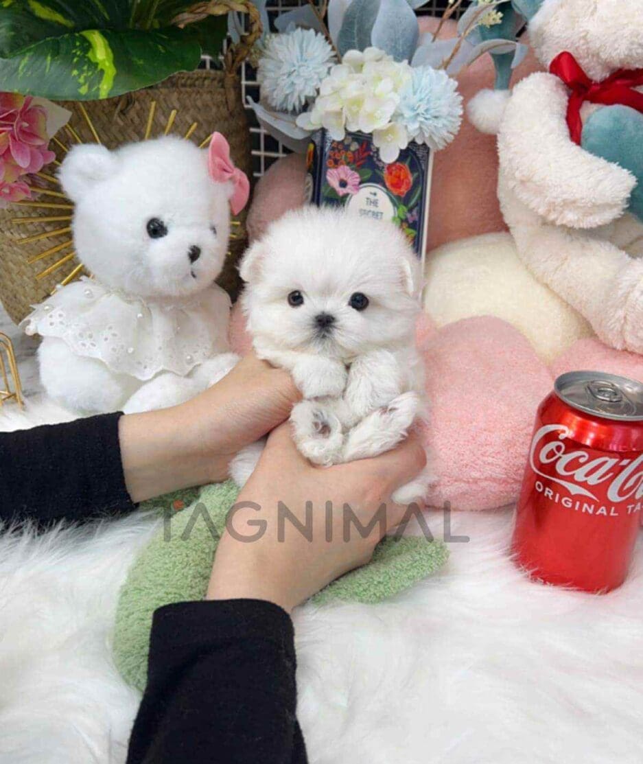 Maltese puppy for sale, dog for sale at Tagnimal