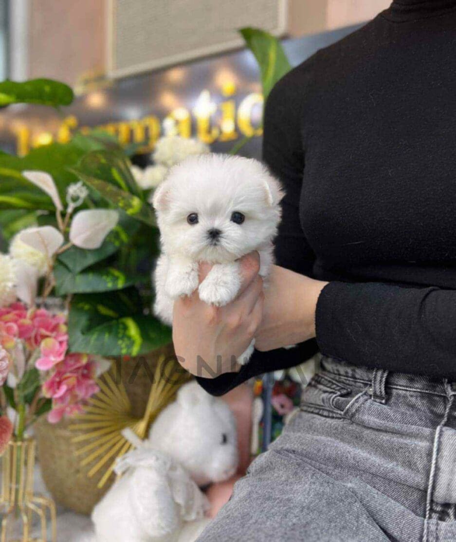 Maltese puppy for sale, dog for sale at Tagnimal