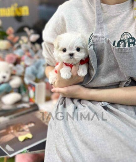 Maltese puppy for sale, dog for sale at Tagnimal