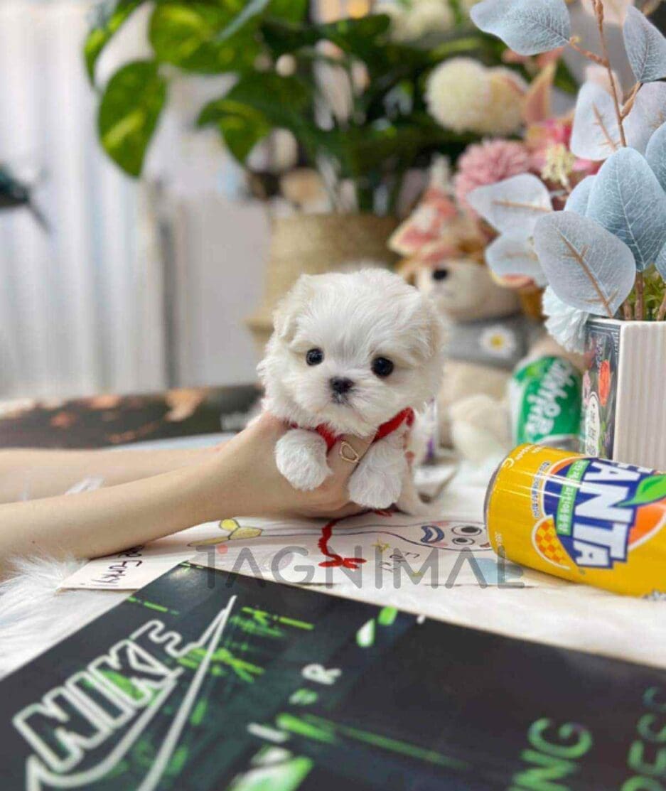 Maltese puppy for sale, dog for sale at Tagnimal